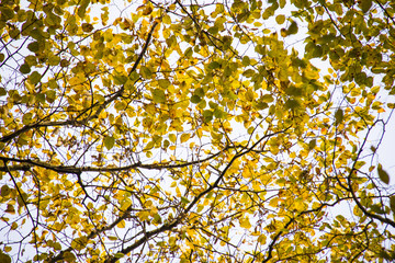 colorful fall and leaves