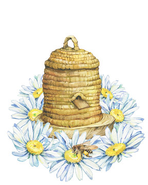 Beekeeping. Circle wooden honey bee house hive. Beehive, basket wicker of coils of straw. Flower daisies (woundwort, chamomile, camomile). Watercolor painting illustration isolated on white background