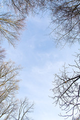 Trees in autumn on the sky background