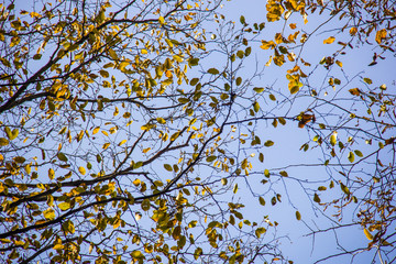 colorful fall and leaves