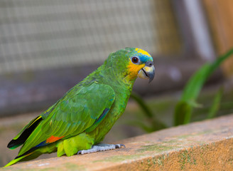 blue fronted amazon, green parrot