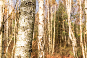 Birch trees in the forest in autumn (Poland)