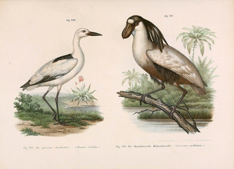 Illustration of birds. © ruskpp