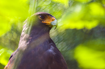 Harris' hawk