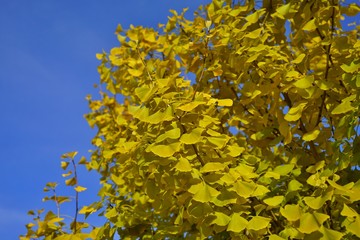 Yellow fan-shaped leaves of the ginkgo biloba tree in autumn
