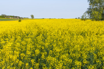 Obraz premium Colza field