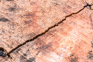 Close-up wood bark of tree background and texture, with copy space using as background texture and wallpaper.