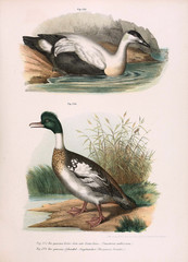 Illustration of birds.