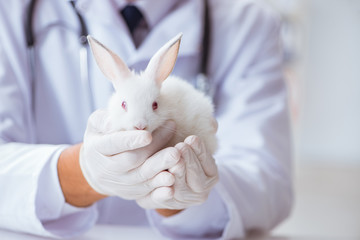 Vet doctor examining rabbit in pet hospital