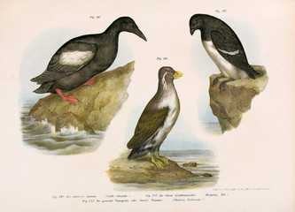 Illustration of birds. © ruskpp