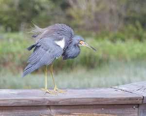 Tri-colored Heron