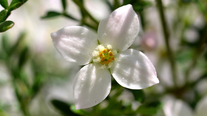 Boronia anemonifolia, Duftsternchen