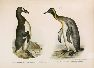 Illustration of birds. © ruskpp