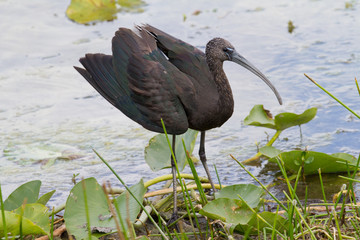 Glossy Ibis