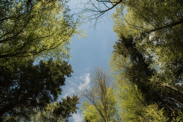Looking up into the trees