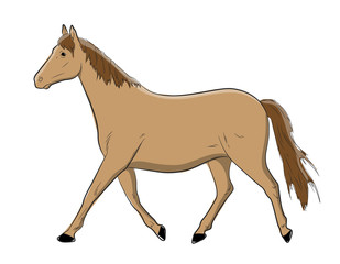Horse Vector Illustration