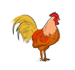 Domestic Chicken Vector Illustration