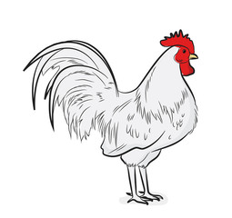 Domestic Rooster Vector Illustration