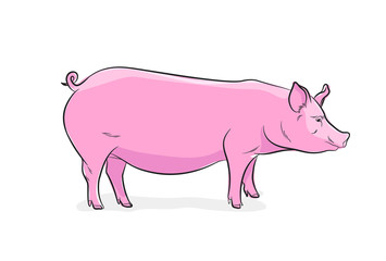 Pink Pig Vector Illustration