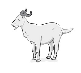 Obraz na płótnie Canvas Mountain Goat Vector Illustration
