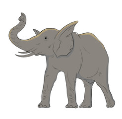 Elephant Vector Illustration