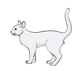 Cat Vector Illustration