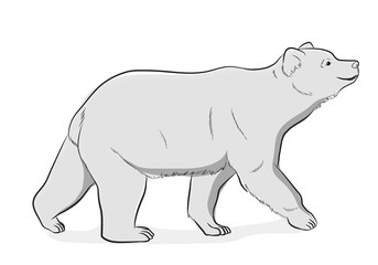 Obraz na płótnie Canvas Wild Bear Vector Illustration