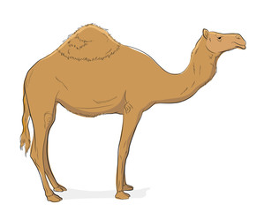Camel Vector Illustration