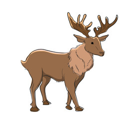Stag Vector Illustration