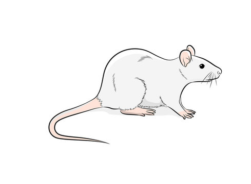 Domestic Mouse Vector Illustration