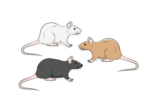 Wild Rat Vector Illustration