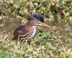 Green Heron