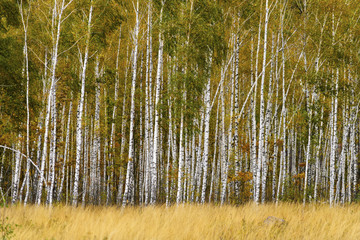 Birch grove with grass in the foreground.