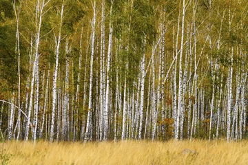 Aluminium Prints Birch grove Birch grove with grass in the foreground.