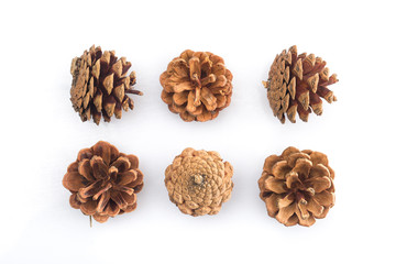 brown pine cones isolated