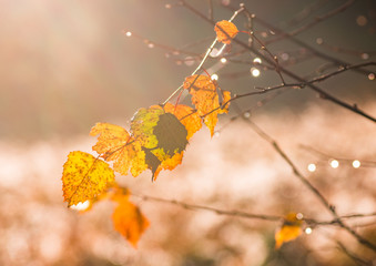 Birch leaves background, colorful autumn