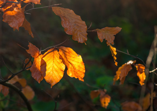Beech leaves background, colorful autumn