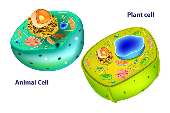 Plant And Animal Cell Images – Browse 116,562 Stock Photos, Vectors, and  Video | Adobe Stock