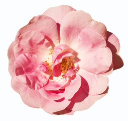 Flower of the rose on white background