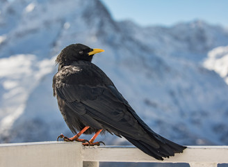 Alpine chough near Elbrus mountain