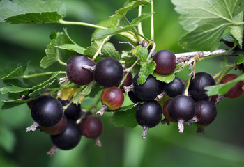 Branch of bush yoshta with berries