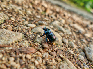 Ein Gartenlaubkäfer mit braunen Flügeln krabbelt auf einem Weg über Steine und Geröll © GinaKoch