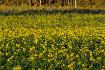 canola field
