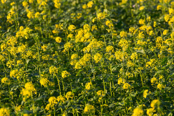 canola field