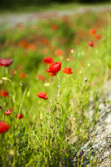 Poppy flowers