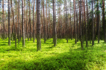 Tranquil forest