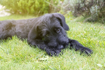 Puppy of Giant Black Schnauzer dog is lying on the lawn lovely looking at the camera.