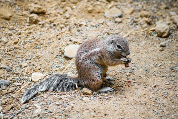 Eichhörnchen am fressen