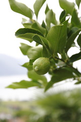 Zitrone, Limone, Limette, am Baum