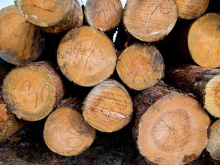 Logs collected in a stack await the use of